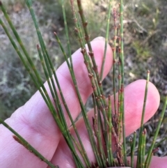 Allocasuarina littoralis at Bungonia, NSW - 13 May 2024 03:10 PM