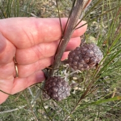 Allocasuarina littoralis at Bungonia, NSW - 13 May 2024 03:10 PM