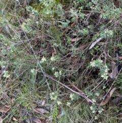 Melichrus urceolatus (Urn Heath) at Bungonia State Conservation Area - 13 May 2024 by lbradley