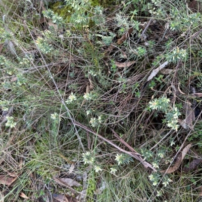 Melichrus urceolatus (Urn Heath) at Bungonia State Conservation Area - 13 May 2024 by lbradley