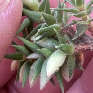 Melichrus urceolatus at Bungonia, NSW - 13 May 2024