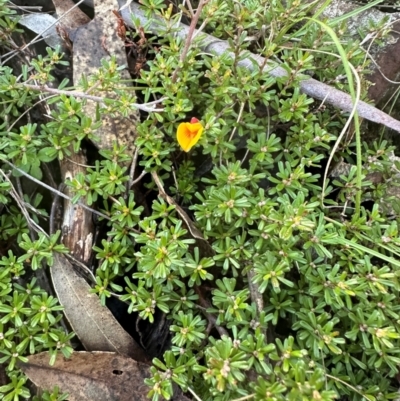 Pultenaea microphylla (Egg and Bacon Pea) at Bungonia State Conservation Area - 13 May 2024 by lbradley