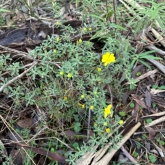 Hibbertia obtusifolia (Grey Guinea-flower) at Bungonia National Park - 13 May 2024 by lbradley