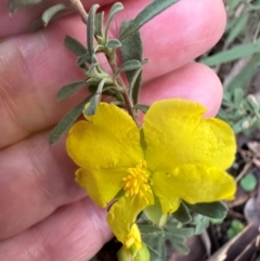 Hibbertia obtusifolia at Bungonia, NSW - 13 May 2024 03:45 PM