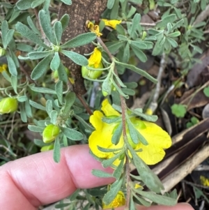 Hibbertia obtusifolia at Bungonia, NSW - 13 May 2024