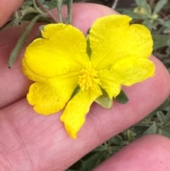 Hibbertia obtusifolia at Bungonia, NSW - 13 May 2024