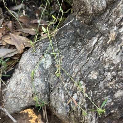 Opercularia diphylla at Bungonia, NSW - 13 May 2024 by lbradley