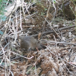 Isoodon obesulus obesulus at Tidbinbilla Nature Reserve - 17 Apr 2024 11:08 AM