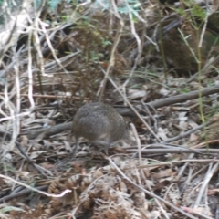 Isoodon obesulus obesulus at Tidbinbilla Nature Reserve - 17 Apr 2024 11:08 AM