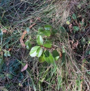 Viburnum tinus at Mount Majura - 13 May 2024