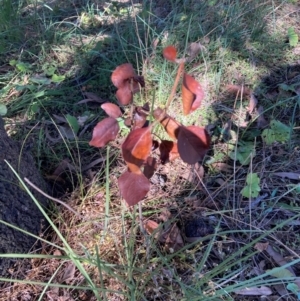 Pyrus calleryana at Mount Majura - 13 May 2024 11:42 AM