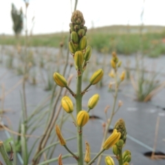 Bulbine bulbosa (Golden Lily, Bulbine Lily) at Hume, ACT - 18 Dec 2023 by MichaelBedingfield