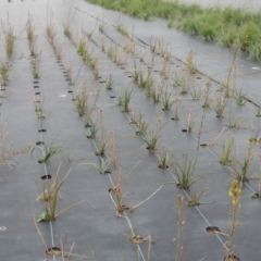 Bulbine bulbosa at Hume, ACT - 18 Dec 2023 05:44 PM