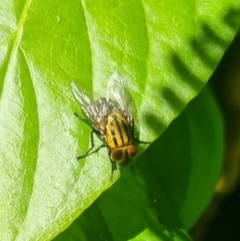 Sarcophaga sp. (genus) at Burnside, QLD - 13 May 2024 by clarehoneydove