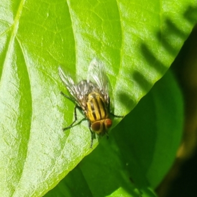 Sarcophaga sp. (genus) at Burnside, QLD - 13 May 2024 by clarehoneydove