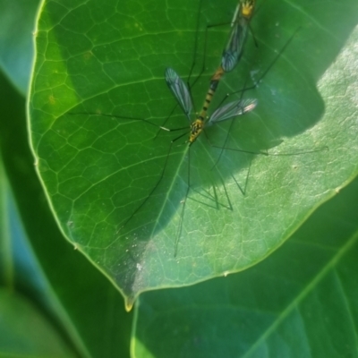 Nephrotoma australasiae (Cranefly) at  - suppressed by clarehoneydove