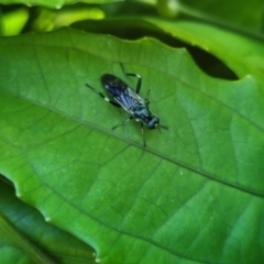 Unidentified True fly (Diptera) at Burnside, QLD - 13 May 2024 by clarehoneydove