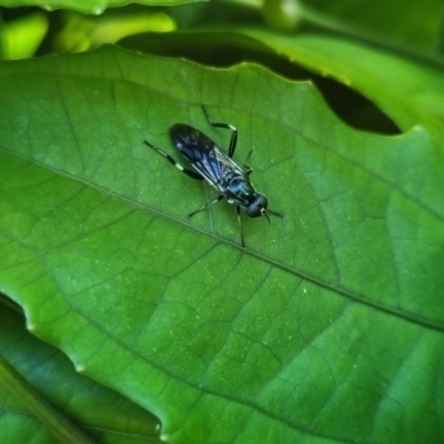 Unidentified True fly (Diptera) at Burnside, QLD - 13 May 2024 by clarehoneydove