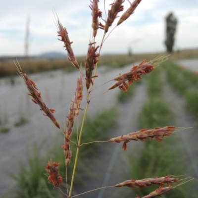 Sorghum leiocladum (Wild Sorghum) at Hume, ACT - 18 Dec 2023 by MichaelBedingfield