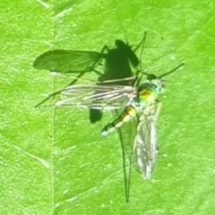 Dolichopodidae (family) (Unidentified Long-legged fly) at Burnside, QLD - 14 May 2024 by clarehoneydove