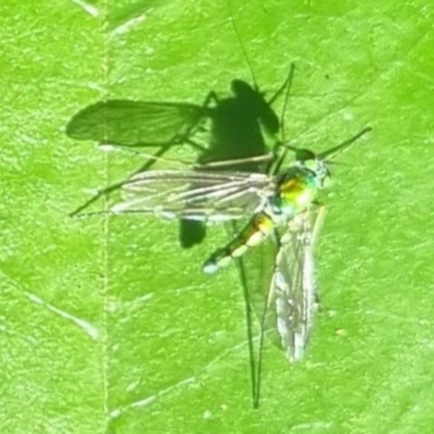 Unidentified Insect at Burnside, QLD - 13 May 2024 by clarehoneydove