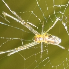 Leucauge sp. (genus) by clarehoneydove