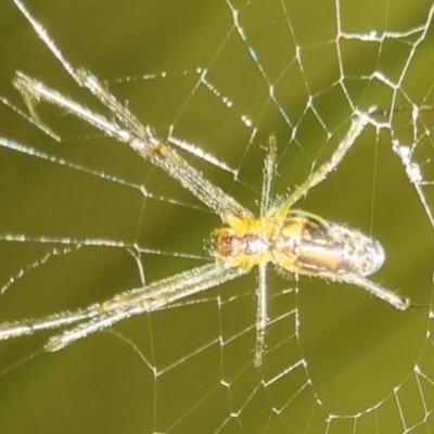 Leucauge sp. (genus) by clarehoneydove