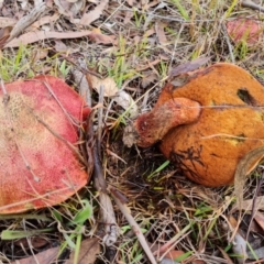 Bolete sp. at Isaacs, ACT - 12 May 2024 02:28 PM