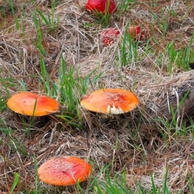 Amanita muscaria (Fly Agaric) at QPRC LGA - 29 Apr 2024 by WHall