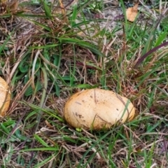 Suillus sp. (A bolete ) at QPRC LGA - 29 Apr 2024 by WHall