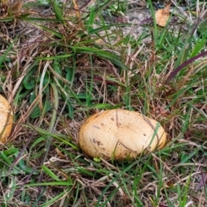 Suillus sp. at QPRC LGA - 29 Apr 2024 09:31 AM