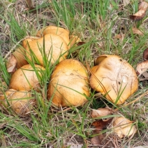 Suillus sp. at QPRC LGA - 29 Apr 2024 09:31 AM