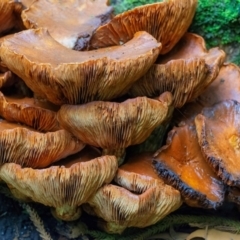 Gymnopilus junonius (Spectacular Rustgill) at Acton, ACT - 3 May 2024 by WHall