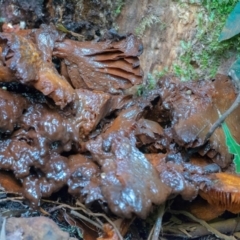 Gymnopilus junonius at ANBG - 4 May 2024