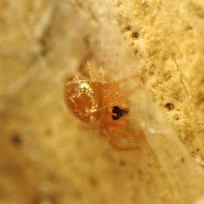 Euryopis sp. (genus) (An ant eating spider) at Aranda Bushland - 12 May 2024 by CathB