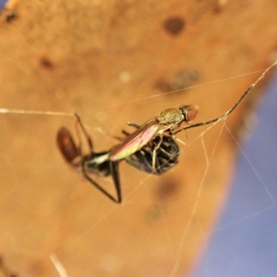 Milichiidae (family) at Point 4152 - 12 May 2024 by CathB