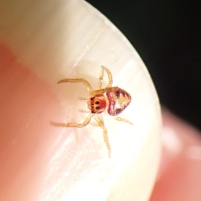 Arkys sp. (genus) (An Ambush, Bird-dropping or Triangular Spider) at Aranda Bushland - 12 May 2024 by CathB