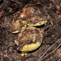 Pulveroboletus sp. (genus) at ANBG - 12 May 2024 12:28 PM