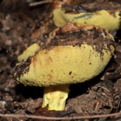 Pulveroboletus sp. (genus) at ANBG - 12 May 2024 12:28 PM
