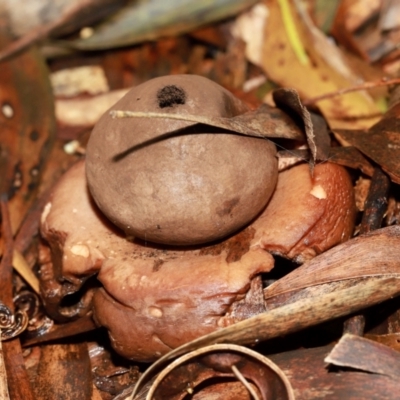 Geastrum sp. (genus) (An earthstar) at ANBG - 12 May 2024 by TimL