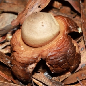 Geastrum sp. at ANBG - 12 May 2024 01:08 PM