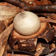 Geastrum sp. at ANBG - 12 May 2024 01:08 PM