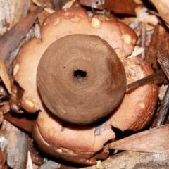 Geastrum triplex at ANBG - 12 May 2024 01:08 PM