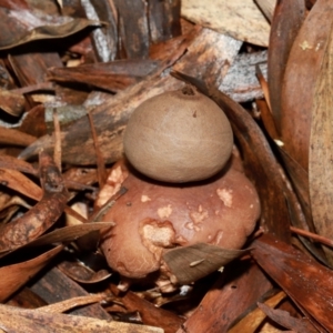 Geastrum sp. at ANBG - 12 May 2024 01:09 PM