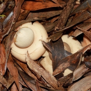 Geastrum sp. at ANBG - 12 May 2024