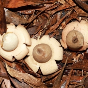 Geastrum sp. at ANBG - 12 May 2024