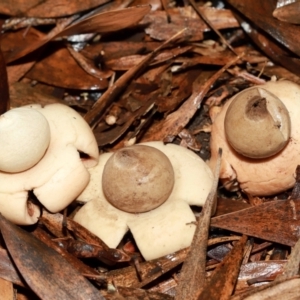 Geastrum sp. at ANBG - 12 May 2024