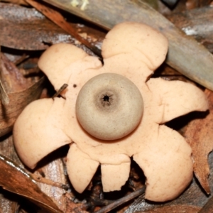 Geastrum triplex at ANBG - 12 May 2024 01:11 PM