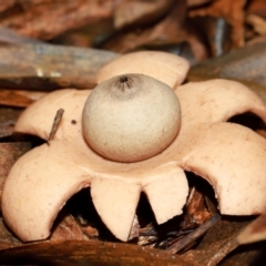 Geastrum triplex at ANBG - 12 May 2024 01:11 PM