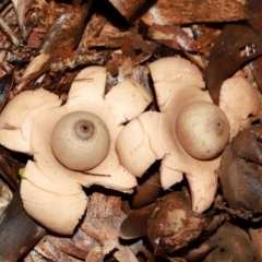 Geastrum triplex at ANBG - 12 May 2024